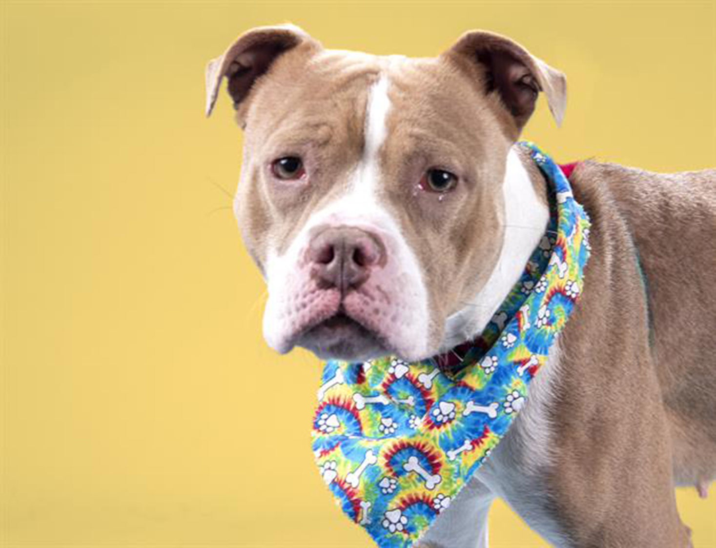 Pet of the Week Jazzy